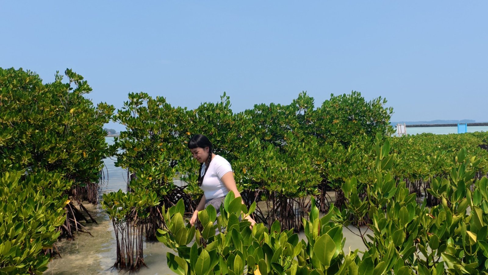Participant walking through a mangrove conservation site